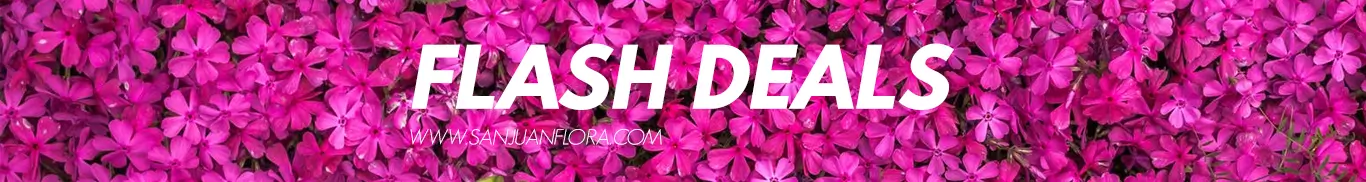 Flowers at lowest price only in limited time