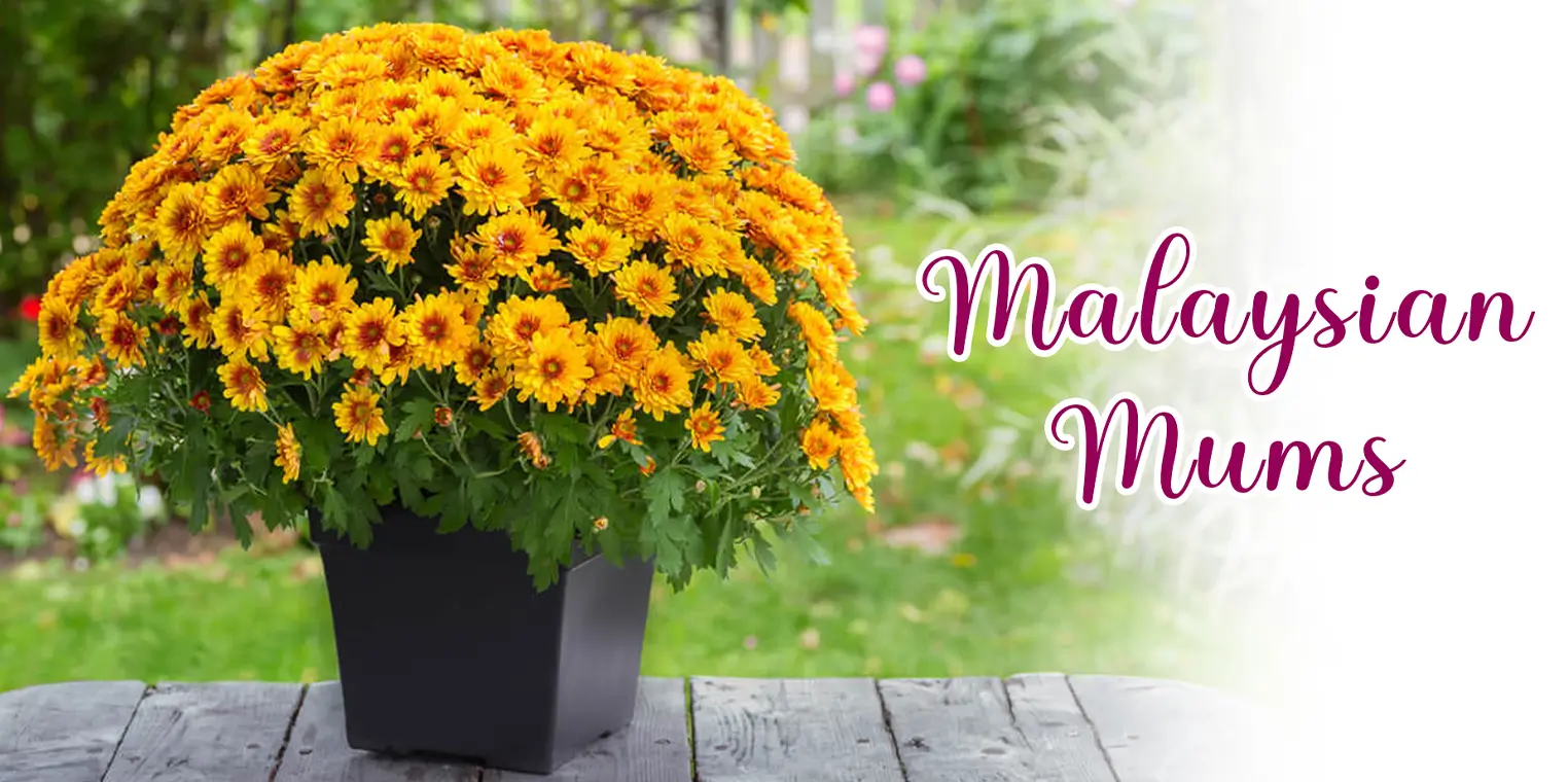 Malaysian Mums Flower | Chrysanthemum Bouquet