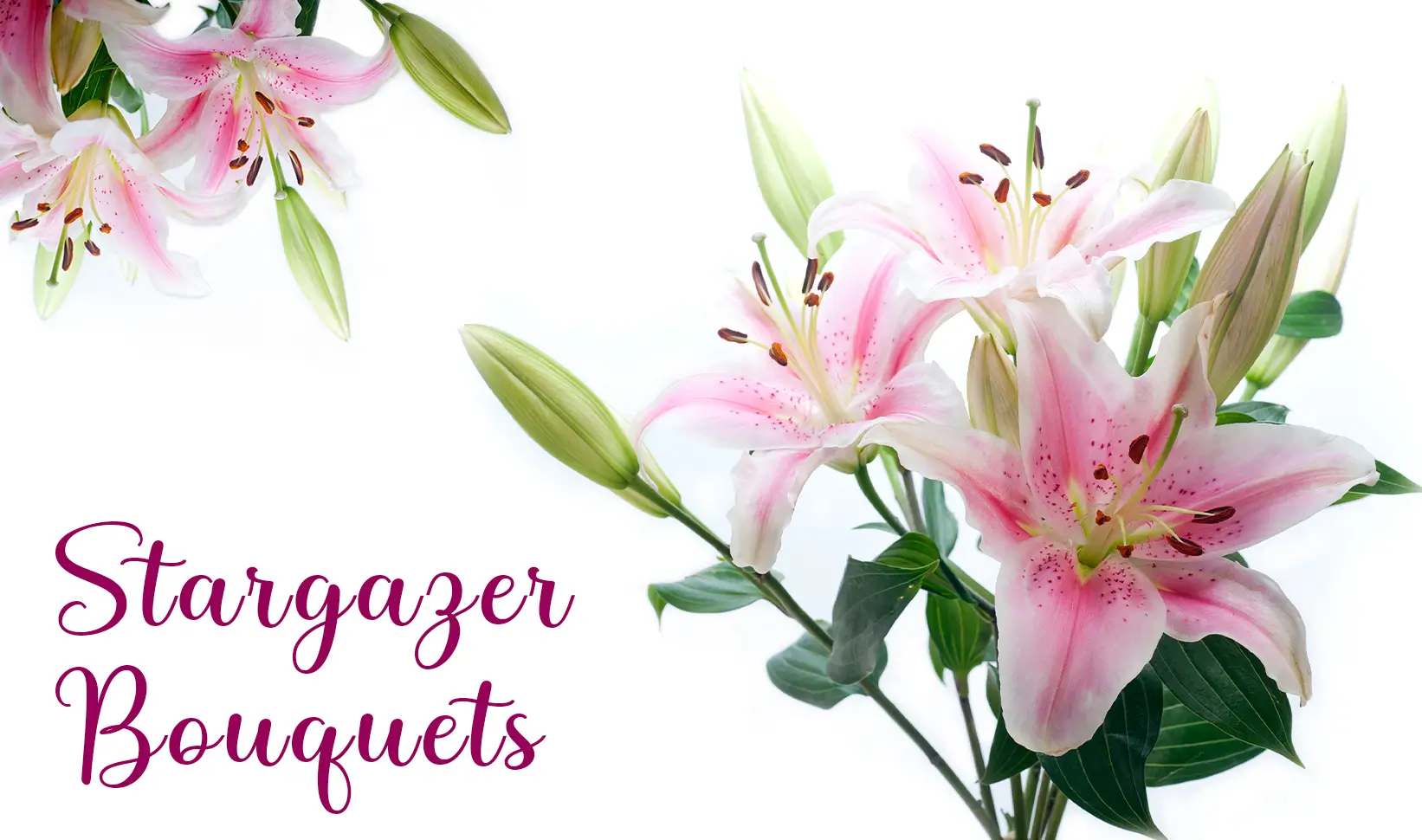 Stargazer Flower | Stargazer Lilies Bouquet