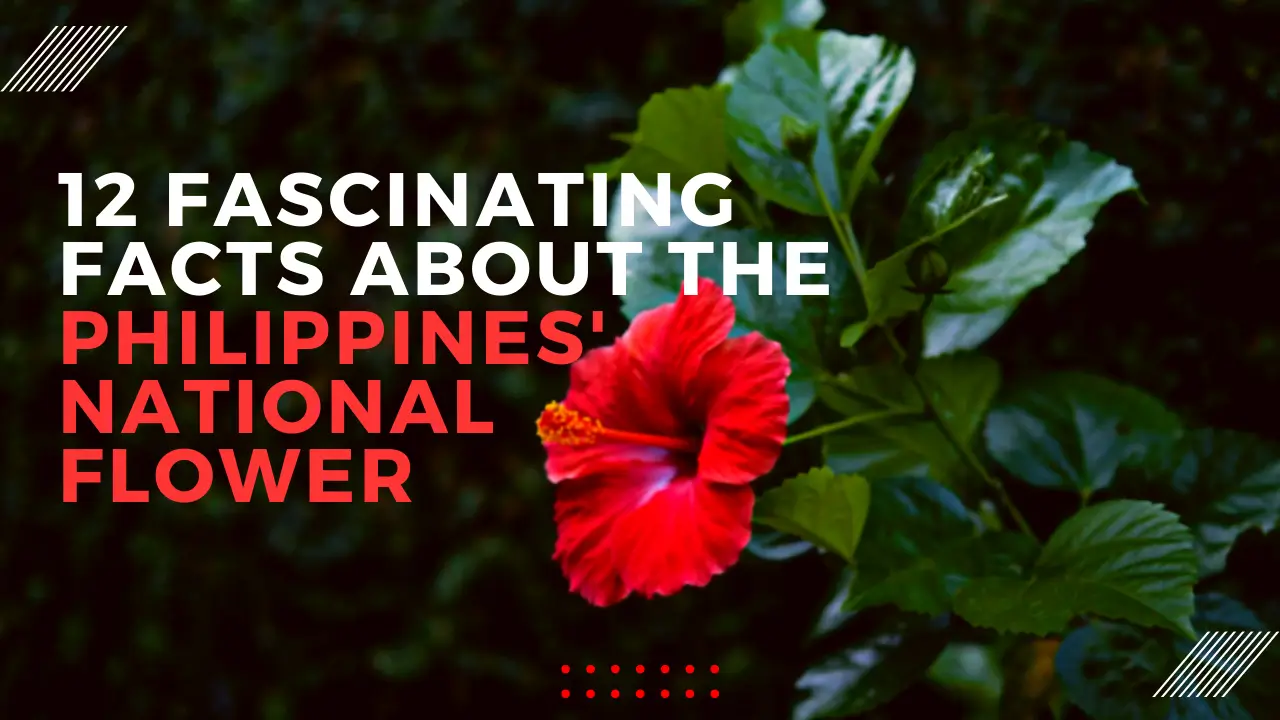 12 Fascinating Facts about the Philippines National Flower