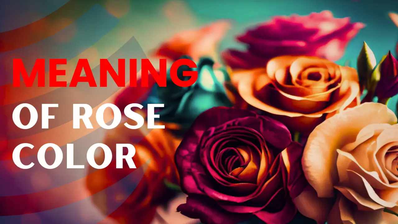 Meaning of Roses Color