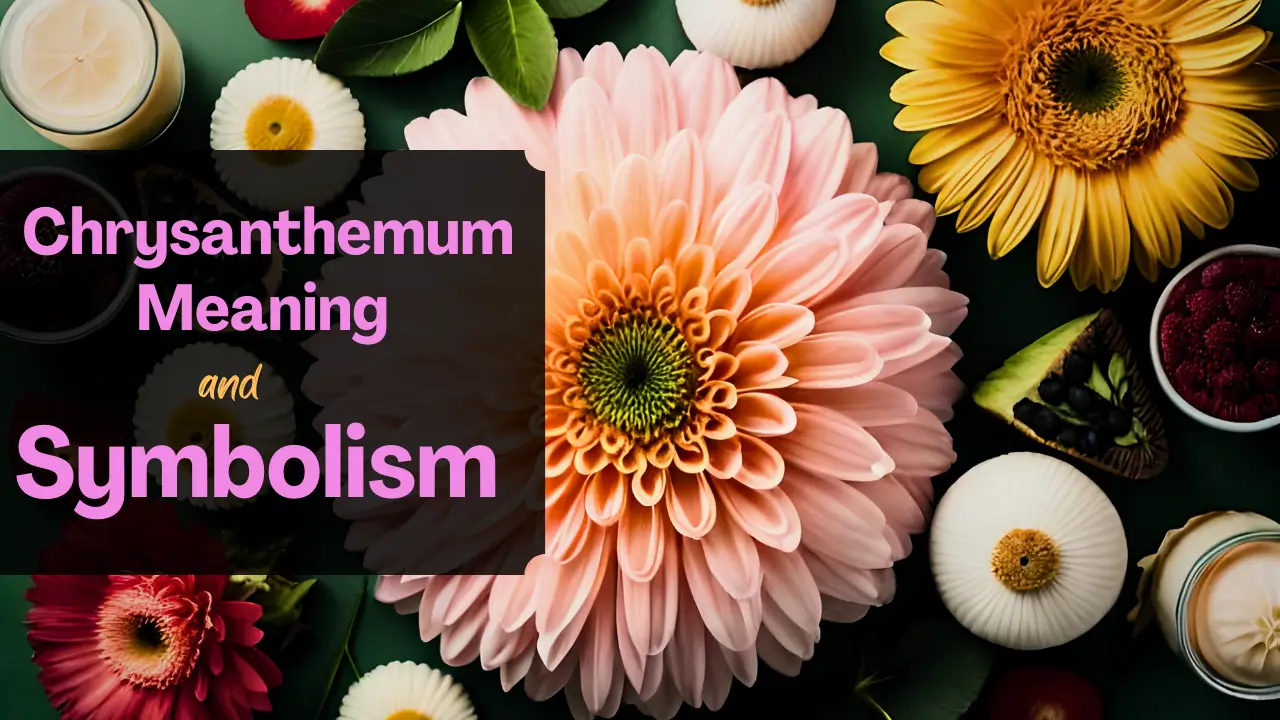 Chrysanthemum Meaning and Symbolism: Unveiling the Blossoms of Significance