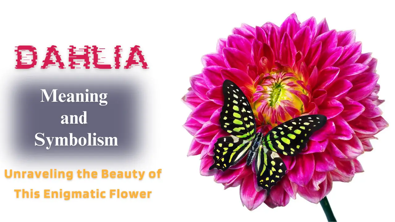 Dahlia Meaning and Symbolism: Unraveling the Beauty of This Enigmatic Flower
