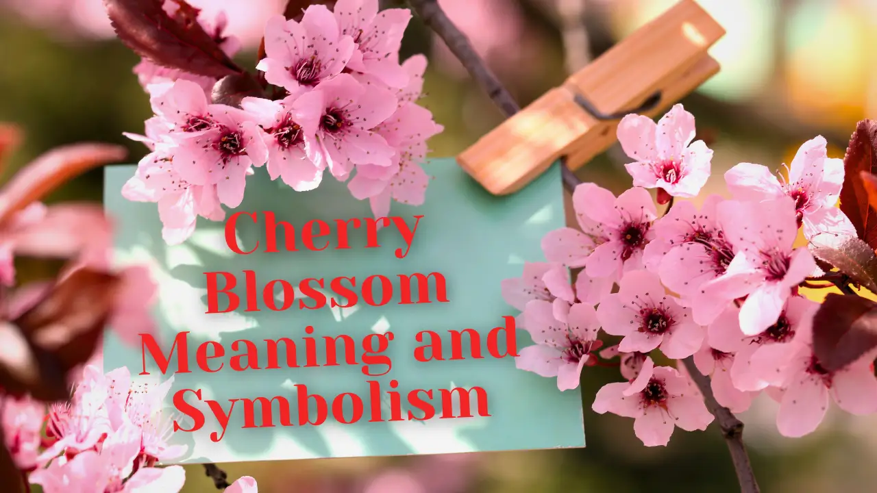 Cherry Blossom Meaning and Symbolism: A Blooming Tale of Beauty and Renewal
