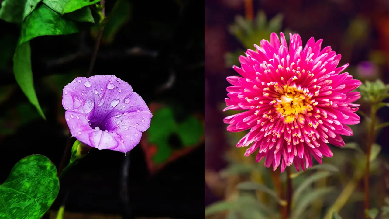 September Birth Flowers: Aster and Morning Glory