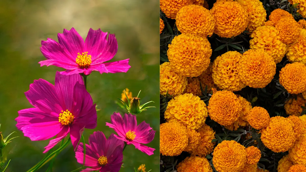 October Birth Flowers: Marigold & Cosmos