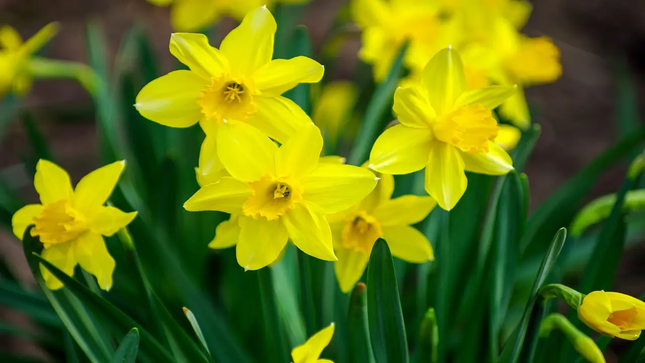 Daffodil Meaning and Symbolism: March Birth Flower