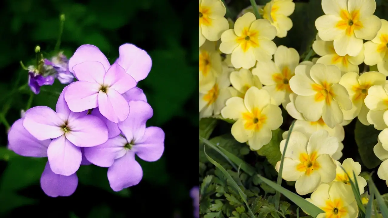 February Birth Flower: Violet and Primrose
