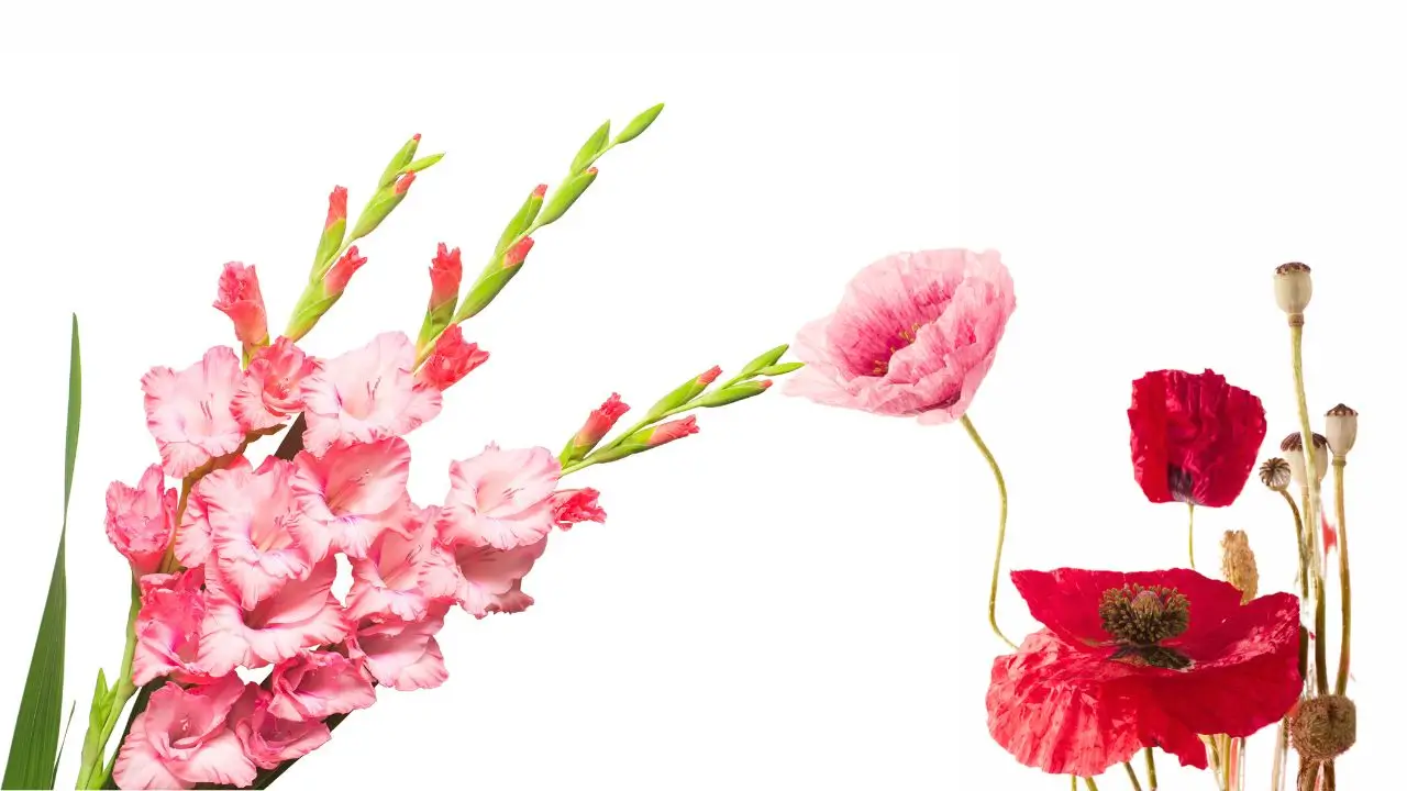 August Birth Flower: Gladiolus and Poppy