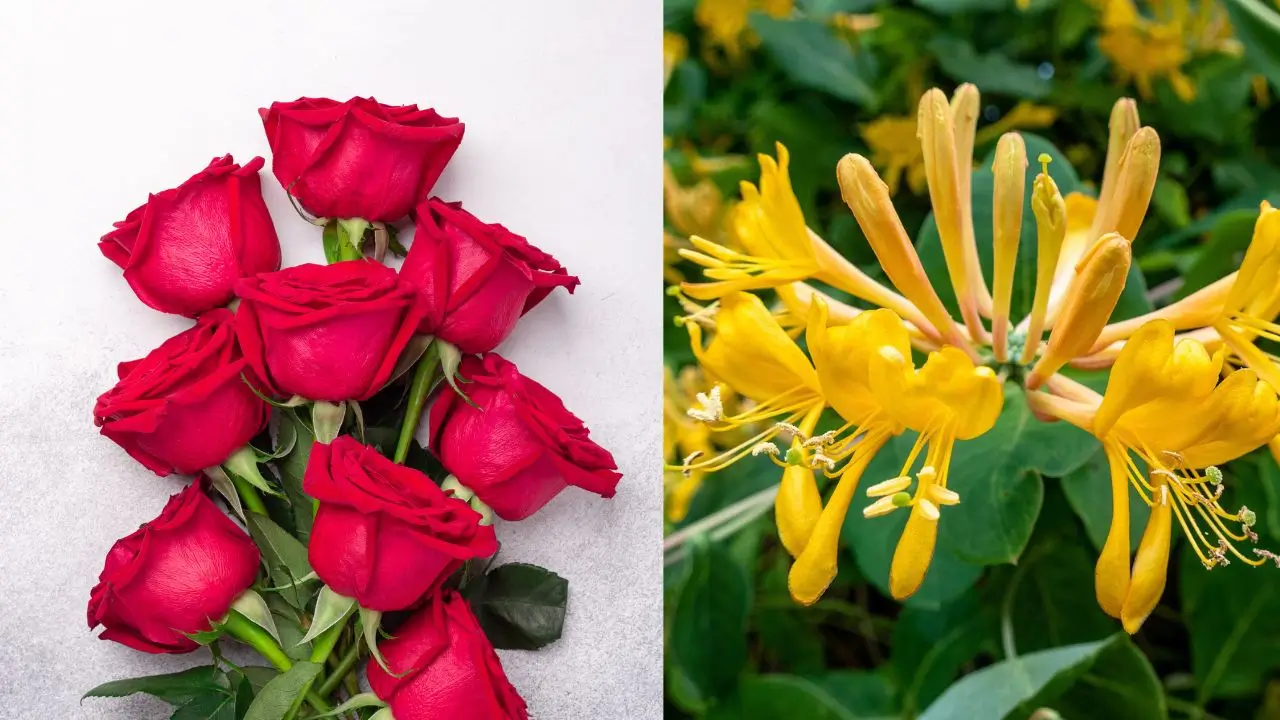 June Birth Flowers: Rose and Honeysuckle