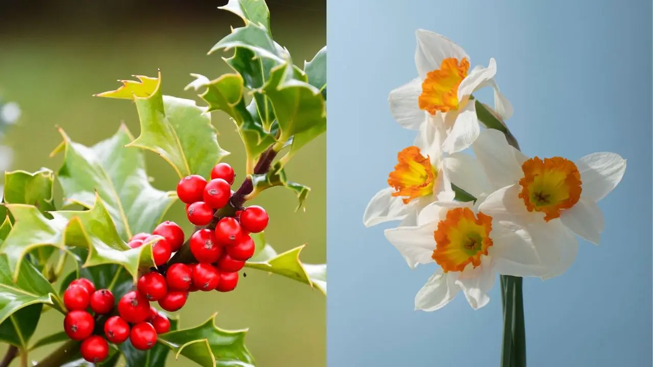 December Flower: December Month Flower Holly and Narcissus