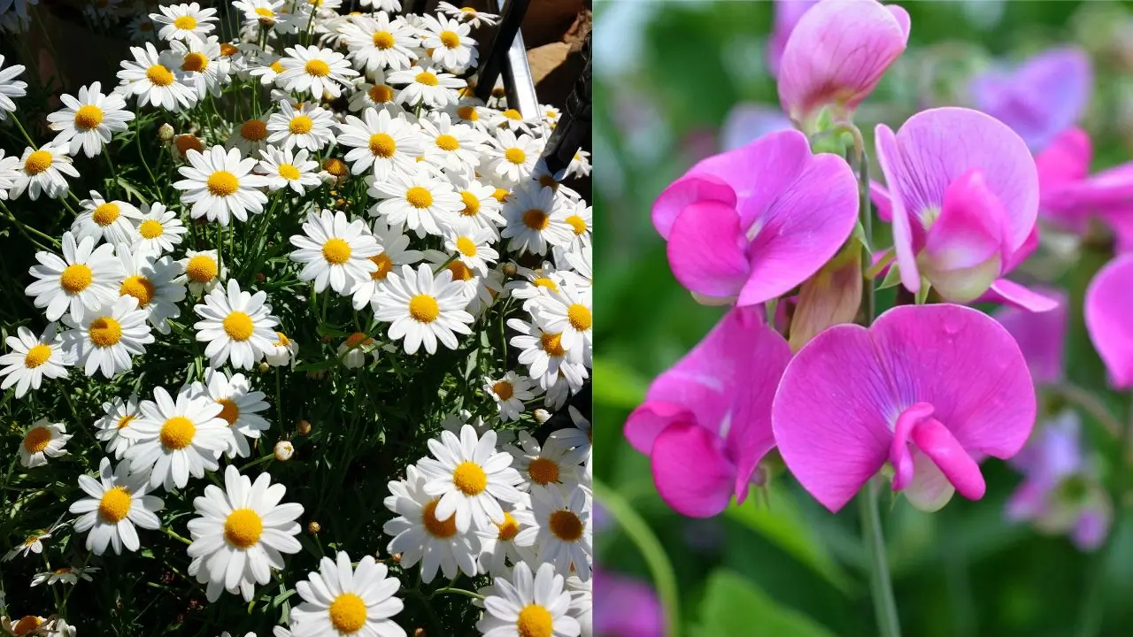 Birth Flower April: Daisy & Sweet Pea