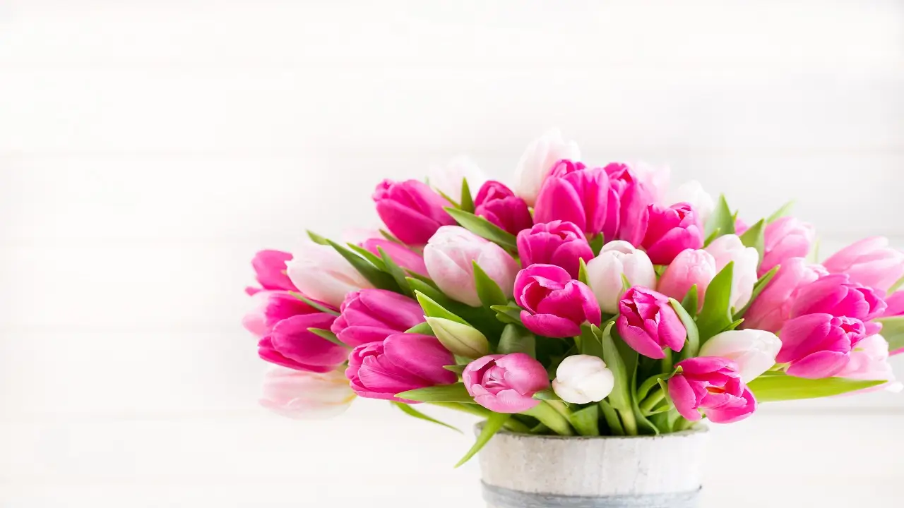 Tulip Talk: Exploring the Tulip Color Meaning