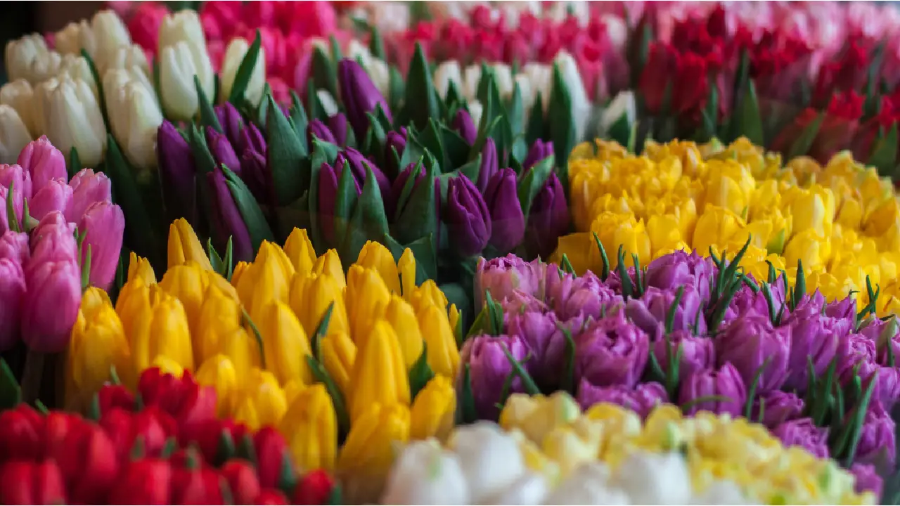 Best Bouquets of Mixed Flowers for Every Special Occasion