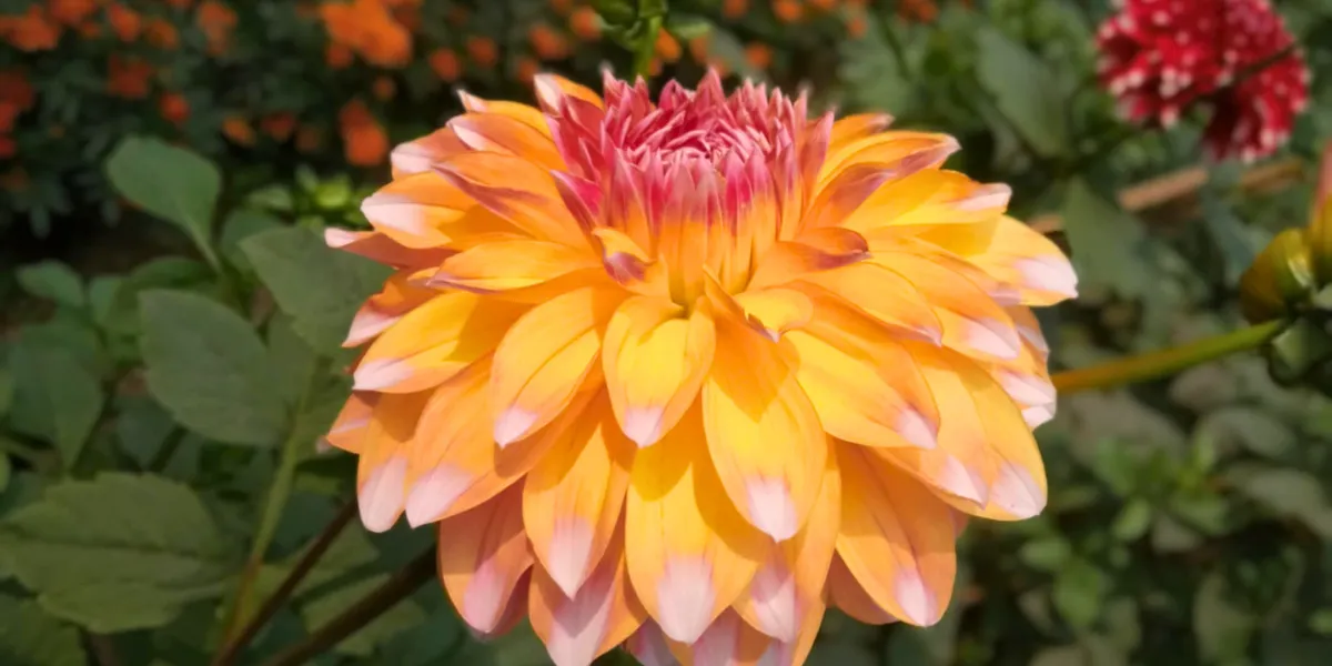 How Flower Color Shapes the Message of Your Bouquet