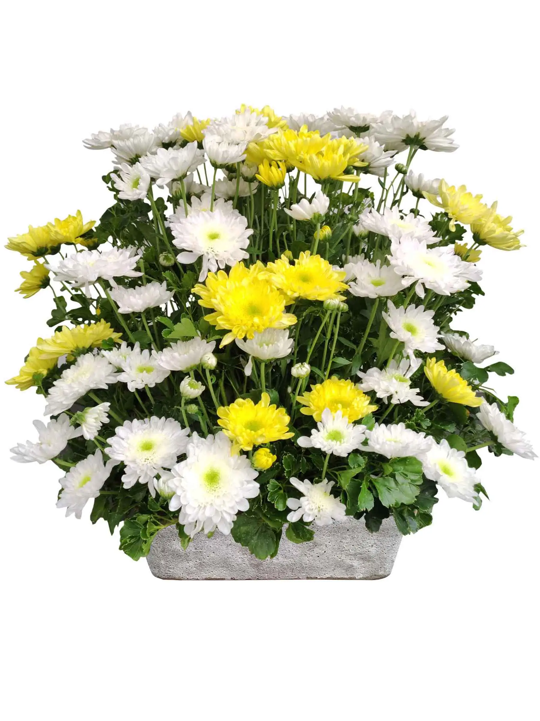 saints-day-flowers