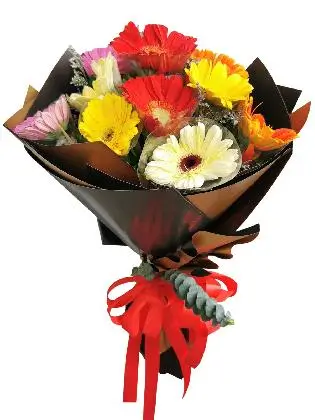 MIX Gerbera Korean Black Gold